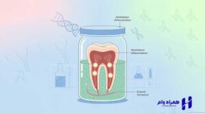 پرورش دندان طبیعی در آزمایشگاه